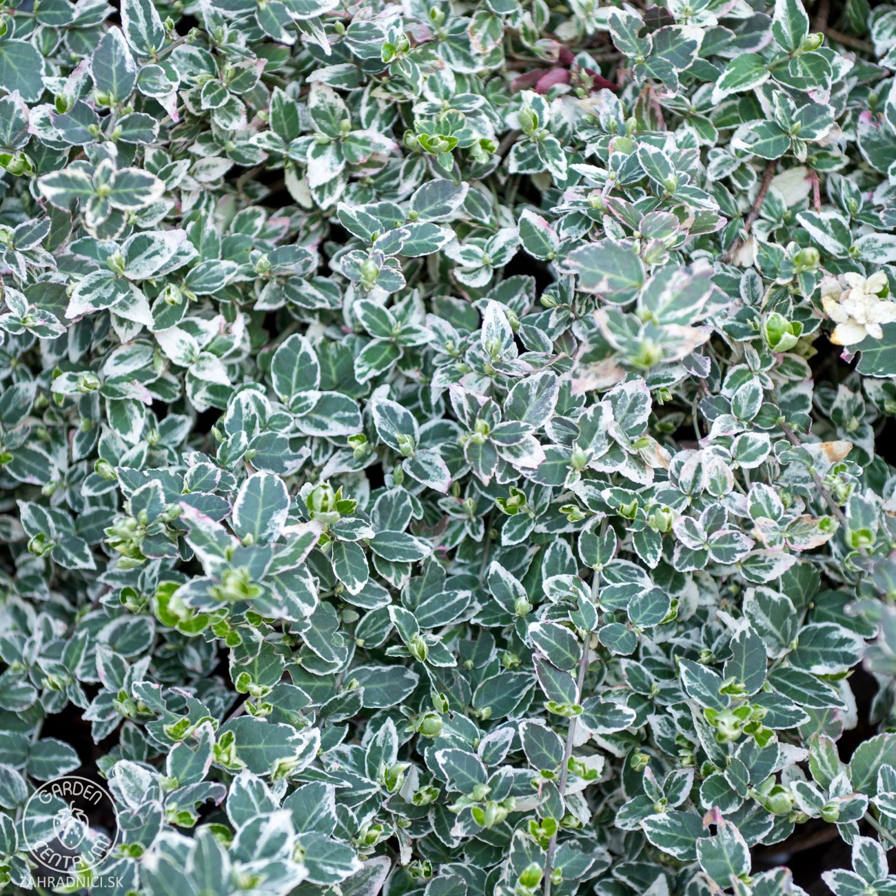 Obrázok Bršlen Fortuneov (Euonymus fortunei) ´SILVER QUEEN´ - výška 10-15 cm, kont. C2L